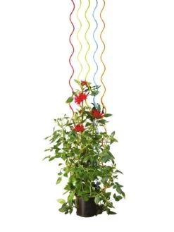 Rainbow Spiral Supports, Set Of 5 -Garden Outfitters Store GS36377 03S tif